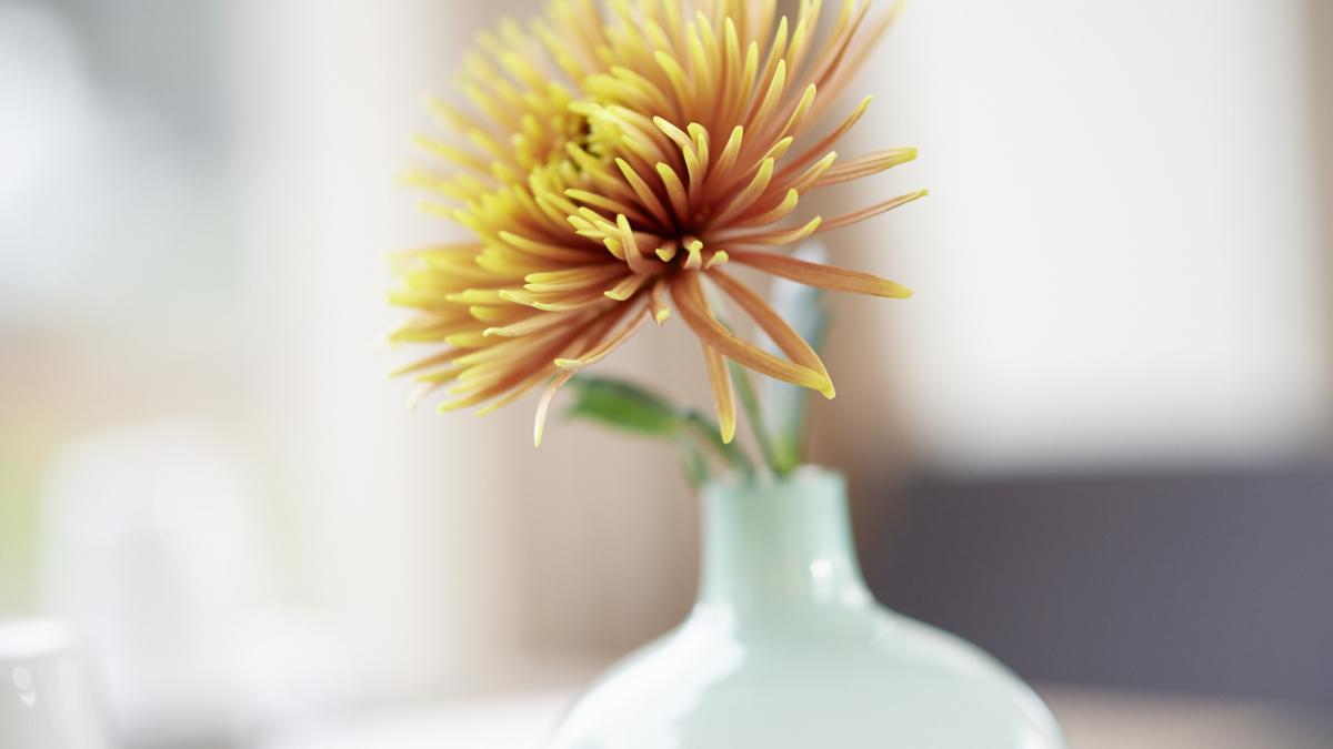 Blume in Vase